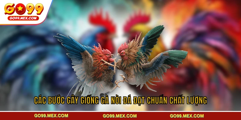 Các bước gây giống gà nòi đá đạt chuẩn chất lượng