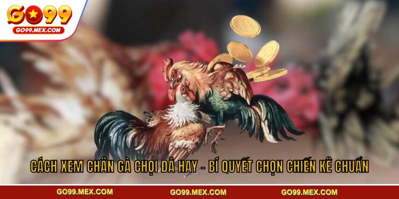 Cách Xem Chân Gà Chọi Đá Hay – Bí Quyết Chọn Chiến Kê Chuẩn