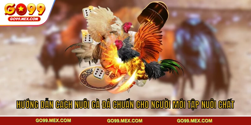 Hướng Dẫn Cách Nuôi Gà Đá Chuẩn Cho Người Mới Tập Nuôi Chất